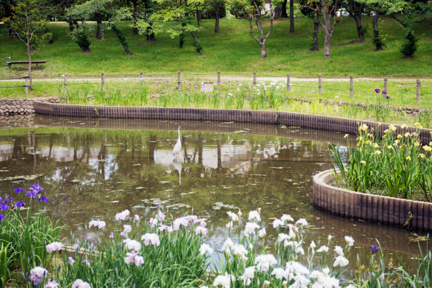 istock Iris garden in Shirasagi Park 1323473113