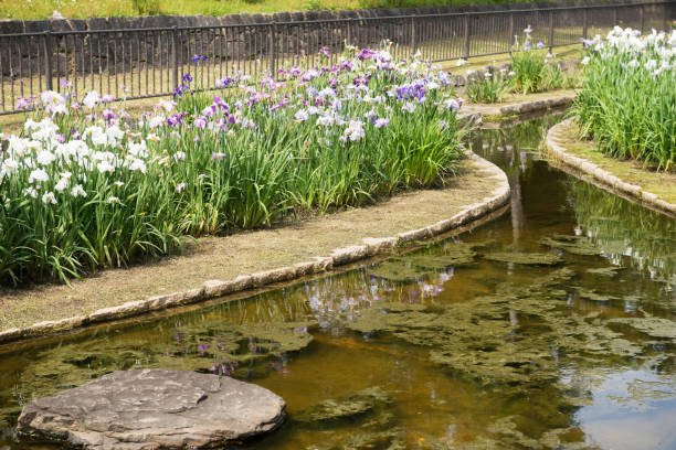 istock Iris garden in Ohama Park 1323473246