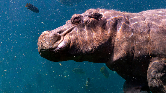 Portrait of a hippopotamus swimming underwater close up