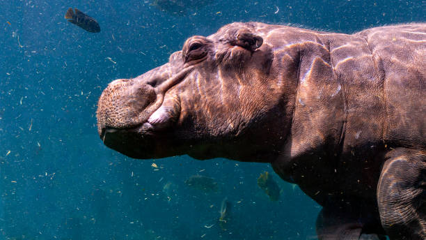 Hippopotamus swimming underwater Portrait of a hippopotamus swimming underwater close up amphibian stock pictures, royalty-free photos & images
