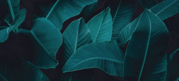 istock abstract banana leaf texture, tropical leaf foliage nature dark green background 1323474627