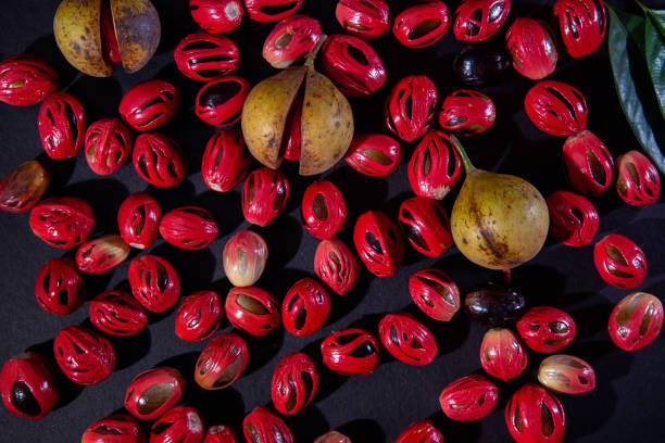 Nutmeg seeds and fruits Nutmeg seeds and fruits in dark background, Nutmeg fruits photography top view, Light and shade photography mace spice stock pictures, royalty-free photos & images