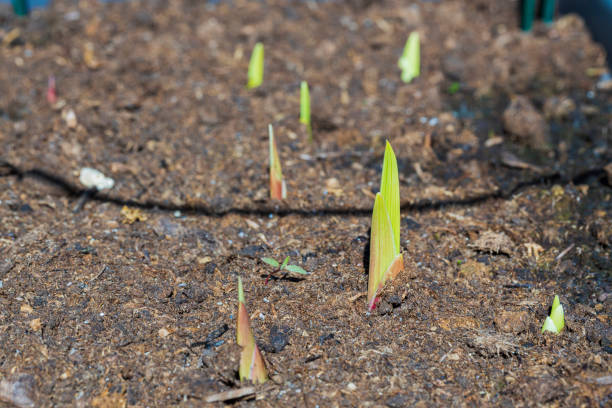 istock Close up view of sprouting gladiolus.  Gardening concept. 1323475565