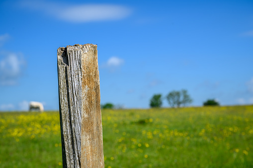 Rustic old wooden fence post in a meadow with blue sky