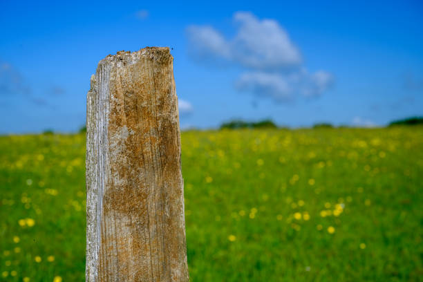 green meadow in Uk