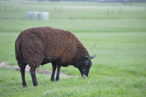 istock Brown Sheep In The Grass 1323476947
