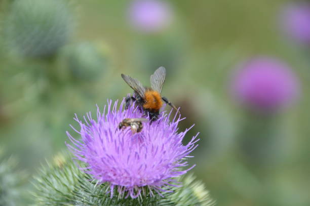 istock Close Up Carduus With Bumblebee 1323476976