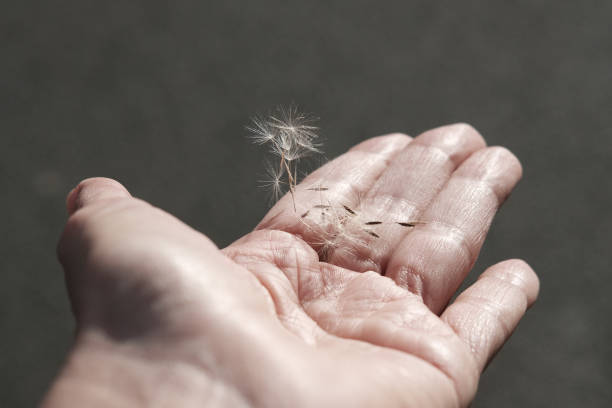 istock Dandelion seeds blowing on human hand. 1323477210