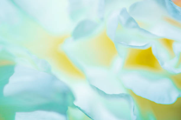 istock Peony petals closeup. 1323478011