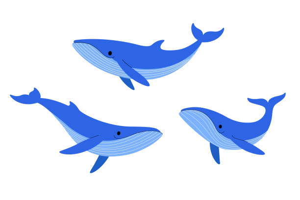 ilustrações, clipart, desenhos animados e ícones de animal - whale