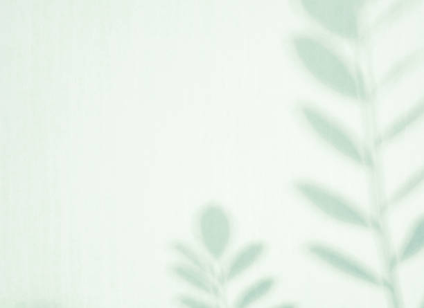istock Natural leaves branch shadows. 1323478534