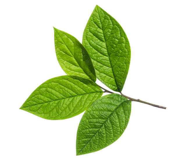 branch of tree with green leaves on white background - beech tree leaf isolated branch imagens e fotografias de stock