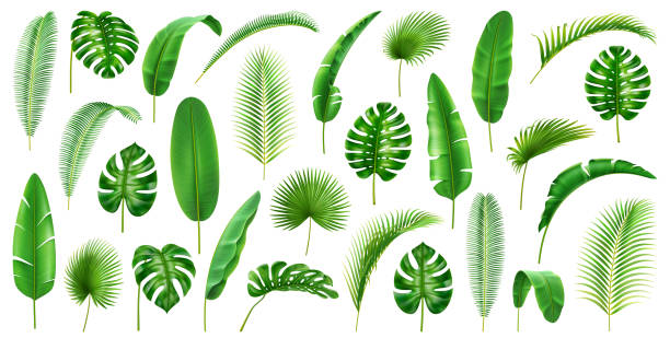 illustrazioni stock, clip art, cartoni animati e icone di tendenza di rami tropicali e foglie grande collezione. set isolato di fogliame di palme e palmetto, banana e monstera, giungle e decorazioni fogliame, vegetazione di giungle. vettore realistico dei cartoni animati 3d - foglia di palma