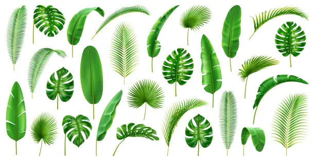 Vector illustration of Tropical branches and leaves large collection. Isolated set of leafage of palms and palmetto, banana and monstera, jungles and foliage decor, vegetation of jungles. Realistic 3d cartoon vector