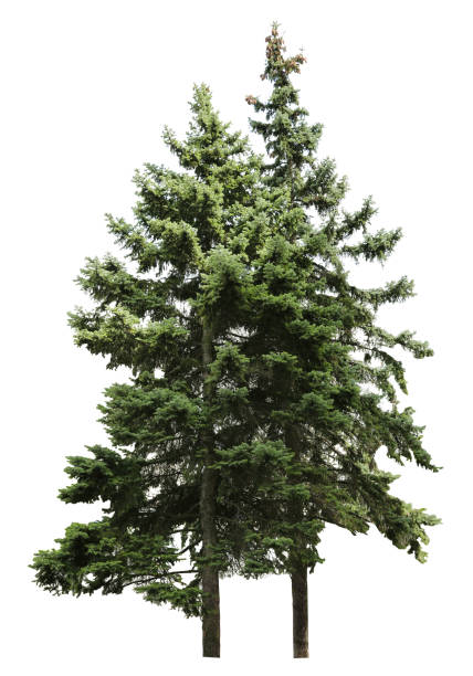 istock Beautiful evergreen fir trees on white background 1323479923
