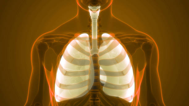 istock Human Respiratory System Lungs Anatomy 1323479983