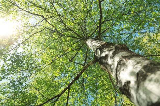 Beautiful tree with green leaves outdoors on sunny day, low angle view