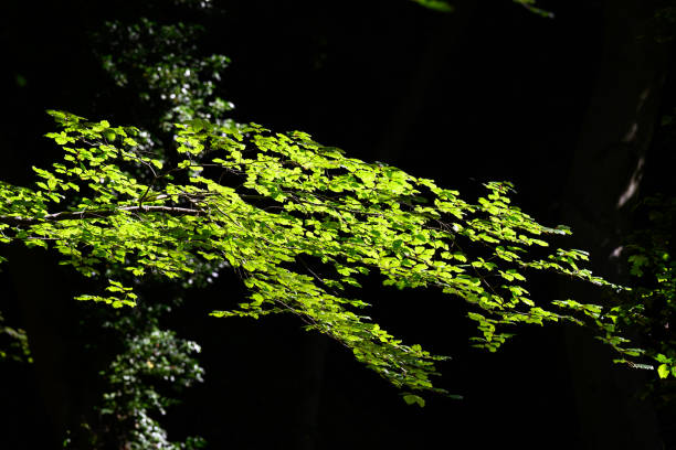 A photo of green leaves on a sunny day