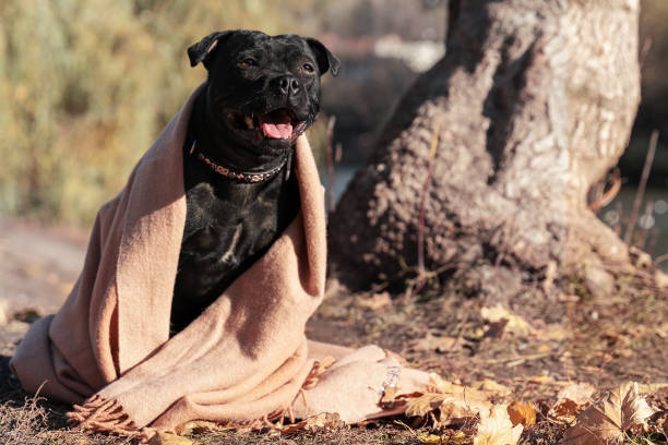 hermoso perro de raza staffordshire bull terrier, de color negro, envuelto con cubierta rosa, cara sonriente. - dog smiling animal tongue pink fotografías e imágenes de stock