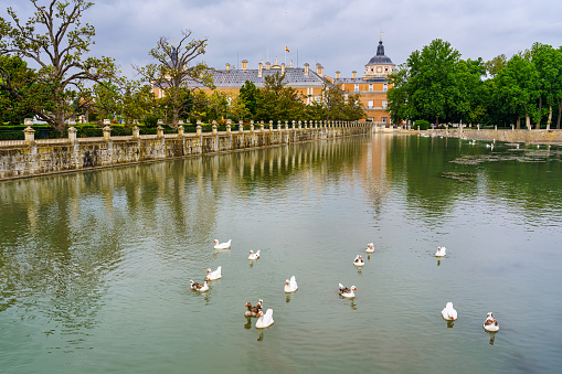 Aranjuez, Spain - June 5, 2021:\n River Tagus as it passes through the royal palace of Aranjuez with white ducks in the water.