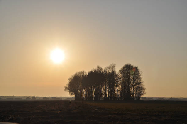 istock lonely single tree in a field meadow silhouette 1323482769