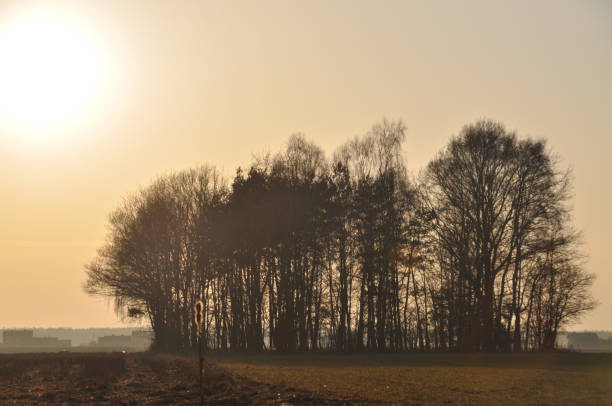 istock lonely single tree in a field meadow silhouette 1323482782