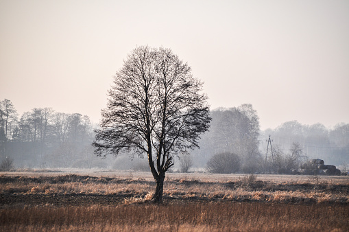 lonely single tree in a field meadow silhouette