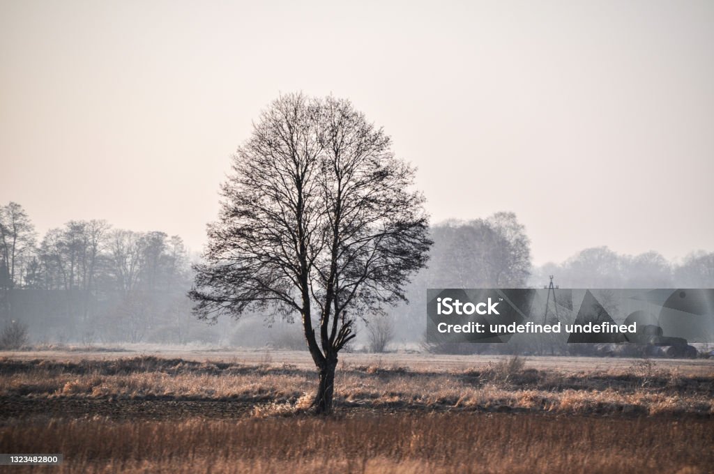 lonely single tree in a field meadow silhouette Bare Tree Stock Photo