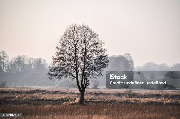Lonely Single Tree In A Field Meadow Silhouette Stock Photo - Download Image Now - Bare Tree, Winter, Tree