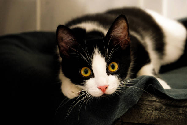 istock a cute black and white cat is lying on a scratching post 1323484052