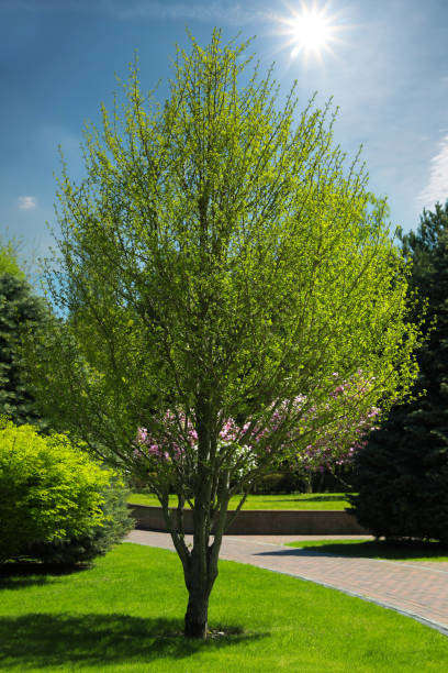 istock Beautiful tree with green leaves in park on sunny day 1323484066