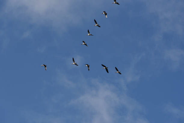 istock departure of wild geese 1323484252
