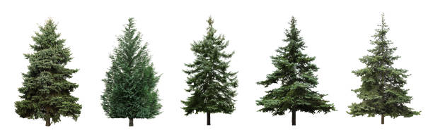 istock Beautiful evergreen fir trees on white background, collage. Banner design 1323484358