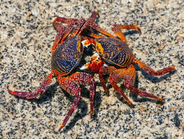 Crab with claws on tidal sand flats off the coast of Brittany, France during a beautiful summer day.