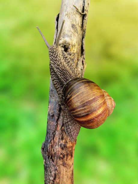 foto de estoque de engatinhamento de caracol de jardim - snail environmental conservation garden snail mollusk - fotografias e filmes do acervo