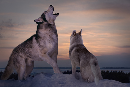 a seasoned adult predator wolf teaches his wolf pup to howl at sunset on a winter day on the banks of a frozen river