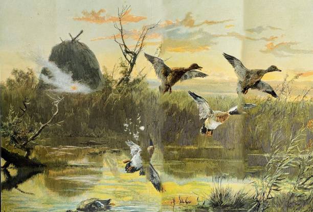 illustrations, cliparts, dessins animés et icônes de chasseur tire sur les canards - wild water illustrations