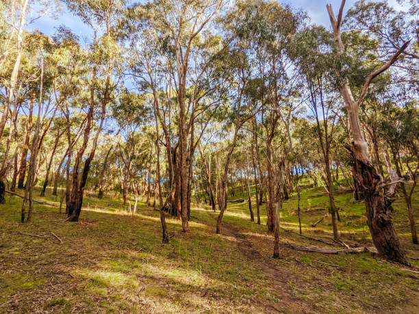 istock Plenty Gorge Parklands in Australia 1323487800