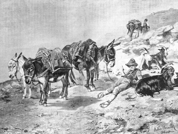 istock Siesta in the Roman Campagna: boy with 3 donkeys and two goats is resting 1323487967