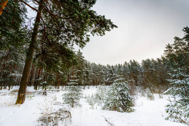 Pine forest on a snowy winter day. View from the hill. Russia, Europe. Beautiful nature. Christmas tree.