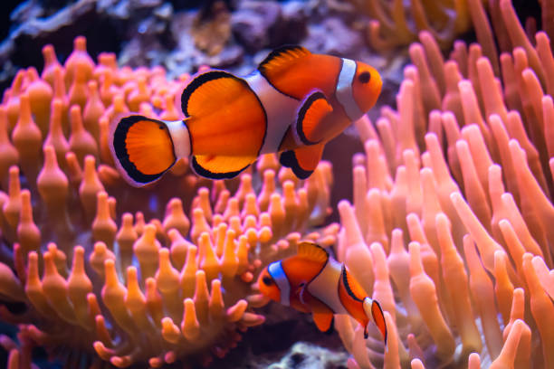 istock Peacock Clownfish Amphiprion Ocellaris 1323488364