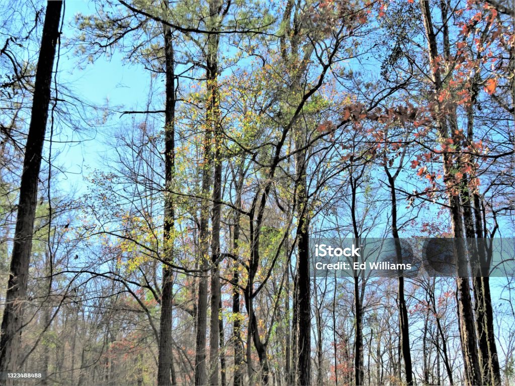 Browns Mount Tree Colors Stock Photo - Download Image Now - Color Image
