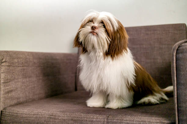 istock Shih Tzu puppy 1323489718