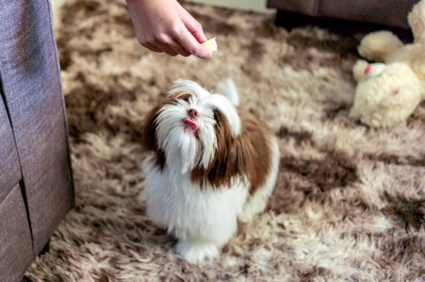 Photo feeding a Shih Tzu puppy