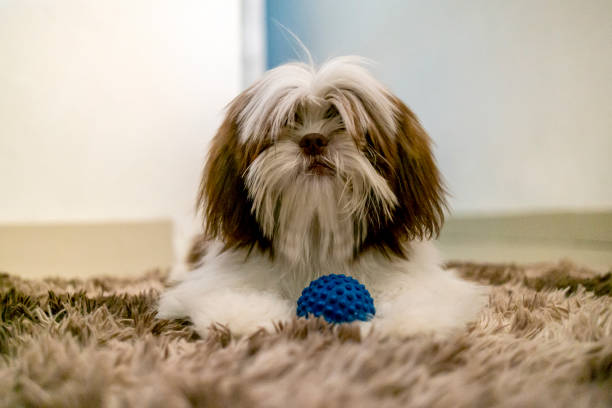 Photo of a Shih Tzu puppy playing with toys.