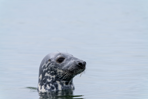 A close up view of a gray seal peeking out of the water