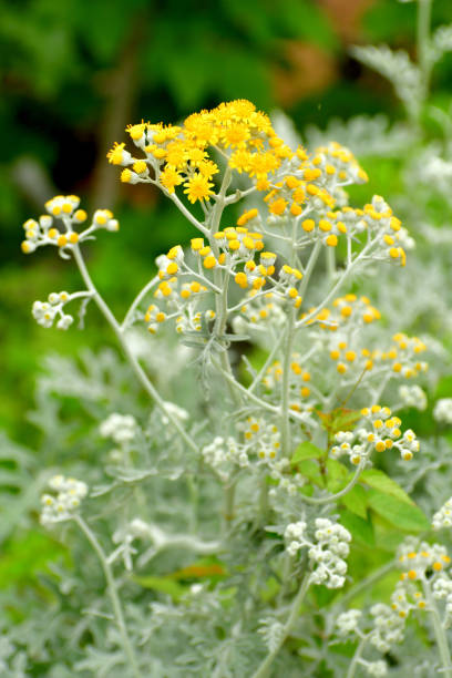 Senecio cineraria / Dusty Miller / Jacobaea maritima Senecio cineraria or Jacobaea maritima, commonly called Dusty Miller, is a popular foliage plant for its cool, woolly-felted leaves. It is bushy perennial with silvery, finely textured, dissected leaves, with a lace-like appearance.It produces clustered heads of small, daisy-like, cream to yellow flowers. cineraria maritima stock pictures, royalty-free photos & images