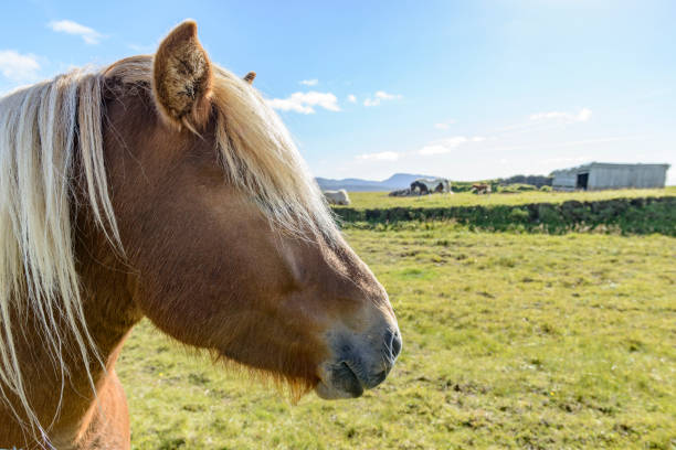 Icelandic horse grazing in grass field in  Iceland during a beautiful summer day. The breed of Iclandic horses is long-lived and hardy.