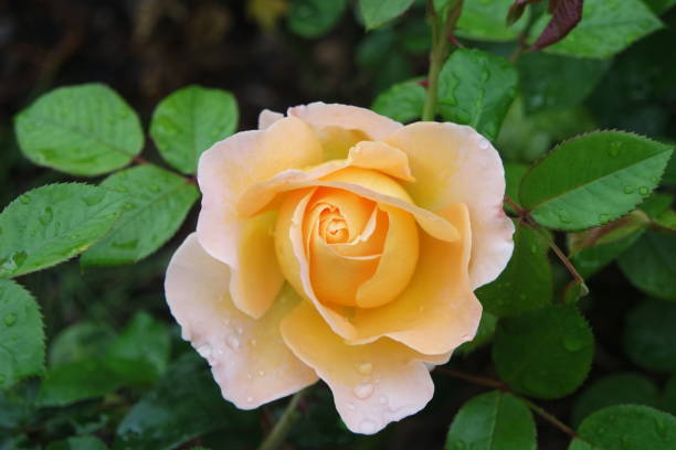 istock Blooming Yellow Rose Flower With Water Drops 1323492222