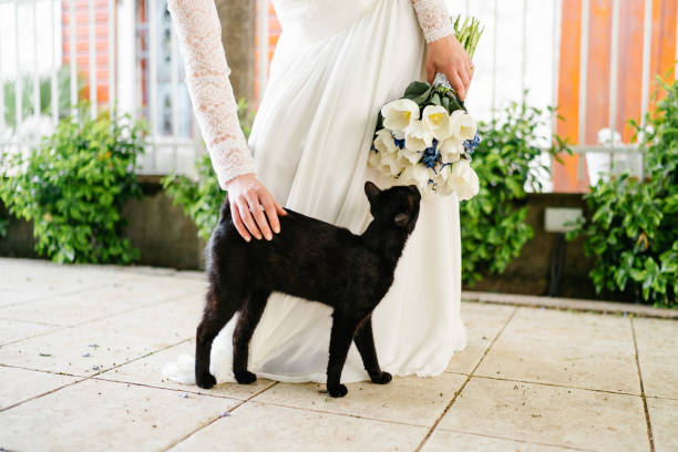 Vestidos De Novia Esponjados - Banco de fotos e imágenes de stock - iStock Vestidos De Novia Esponjados - Banco de fotos e imágenes de stock - iStock